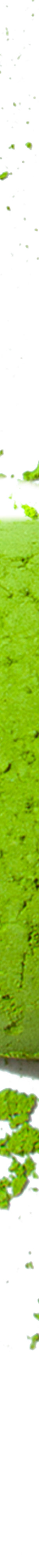 image of 13Rocky_sMatchaFeb2024-yamabuki_51029091-3b3e-4395-b743-f6d35a7e45f8_1024x1024